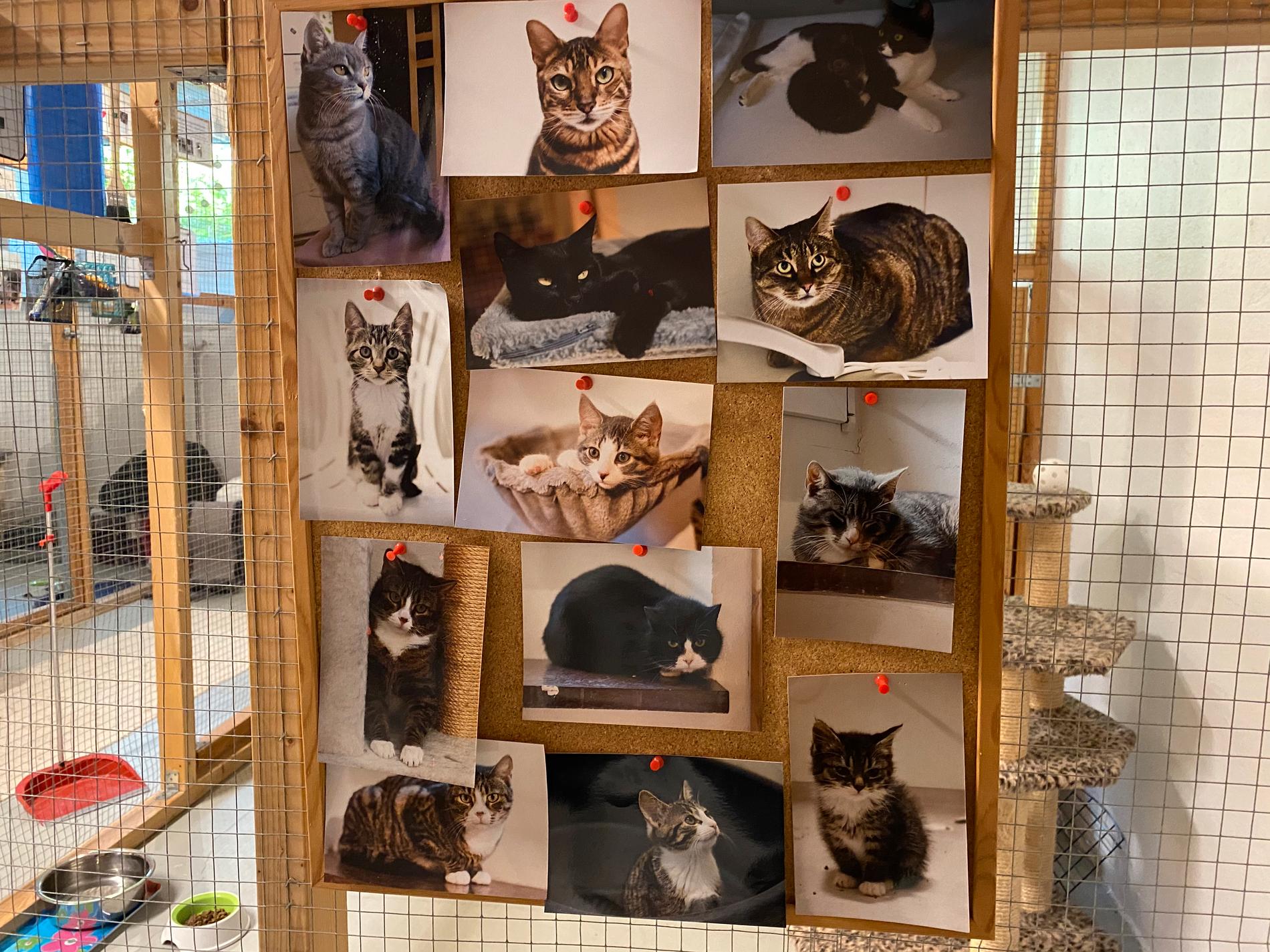 Överallt på väggarna finns bilder från katter som bott på hemmet förut.
