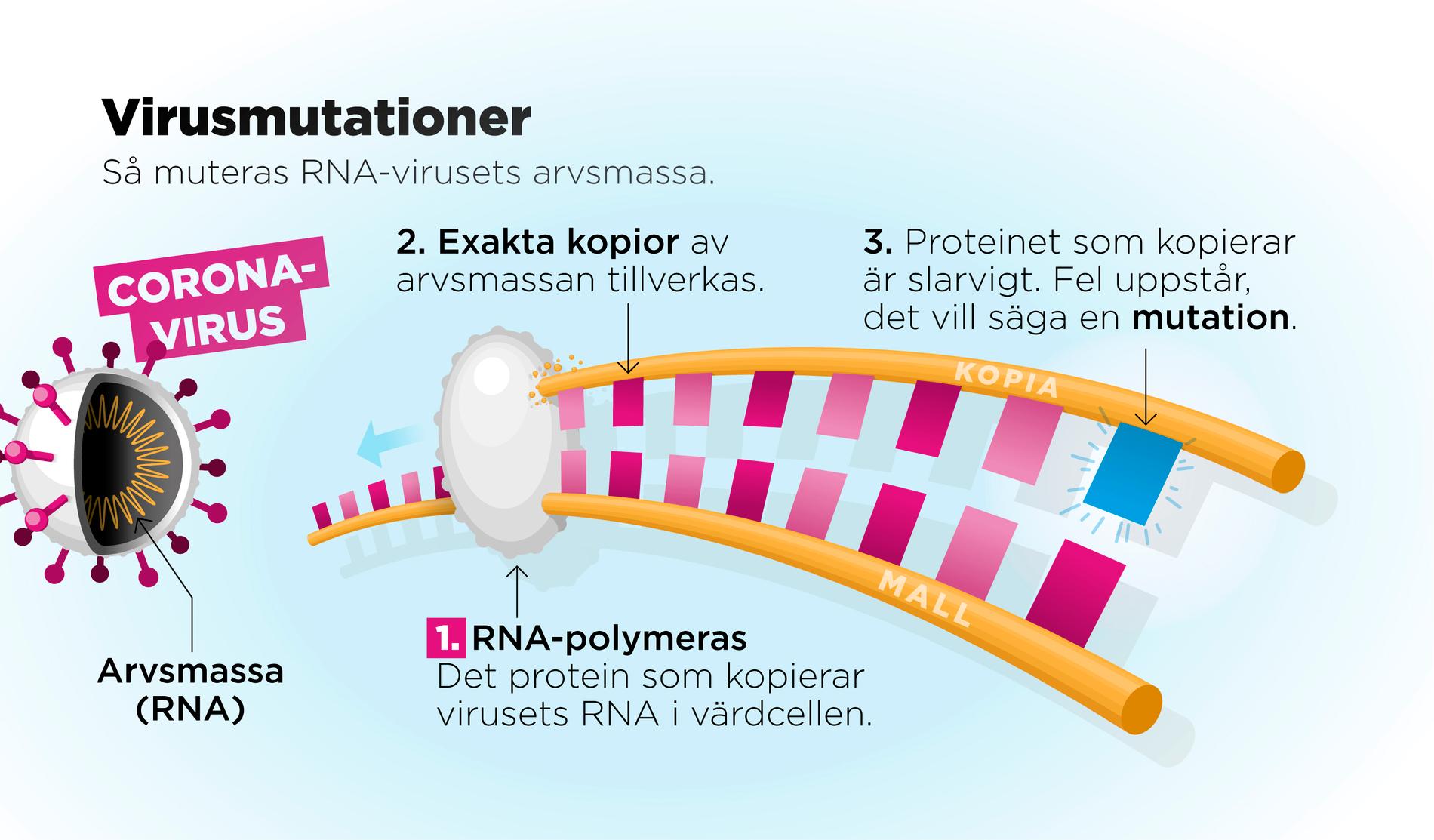 Coronaviruset är ett så kallat RNA-virus. I dessa virus består arvsmassan av RNA. När virusets protein misslyckas med att kopiera arvsmassan uppstår en mutation.