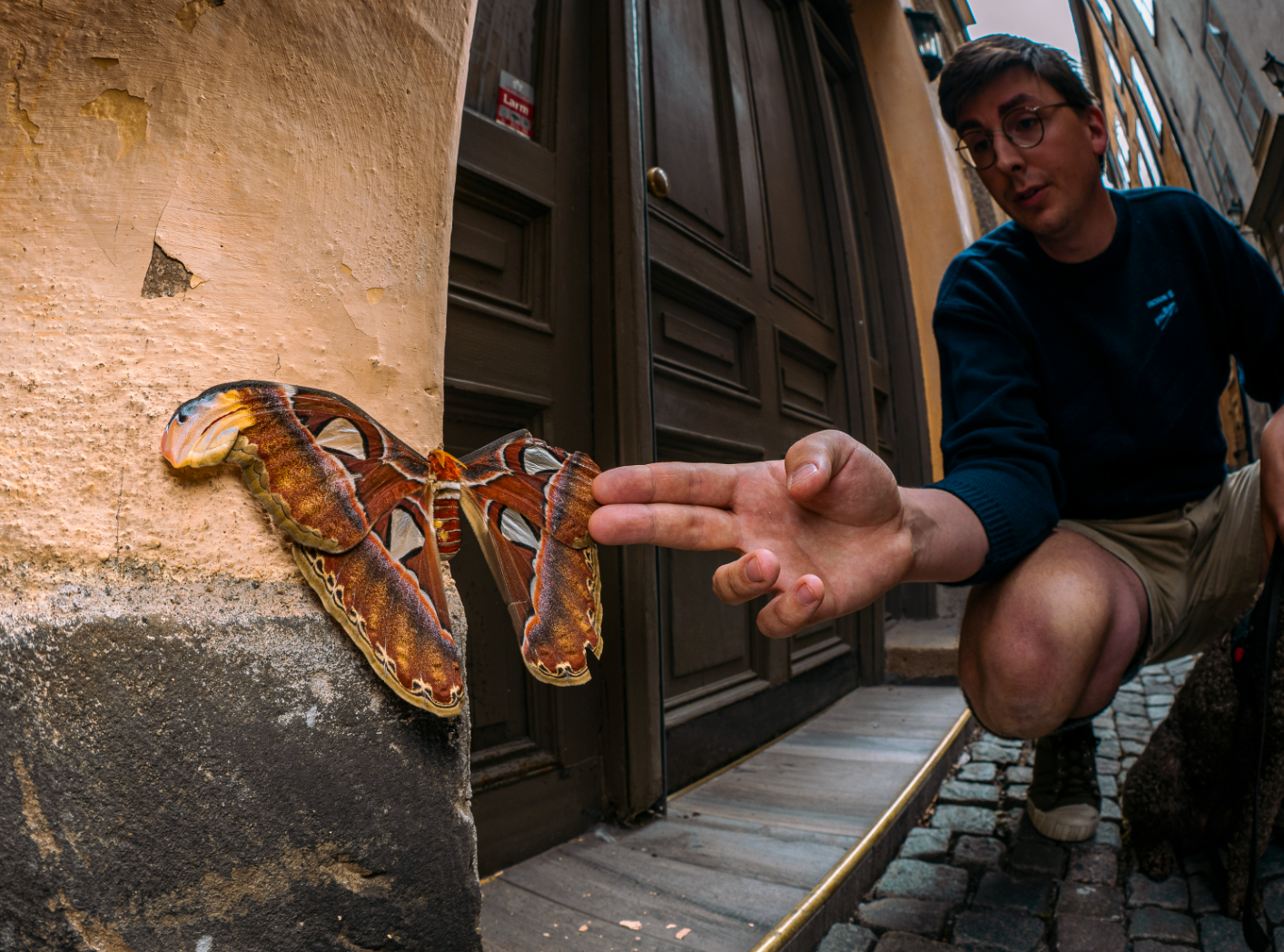 Atlasspinnaren satt och visade upp sina färgglada vingar på en husvägg i Gamla stan