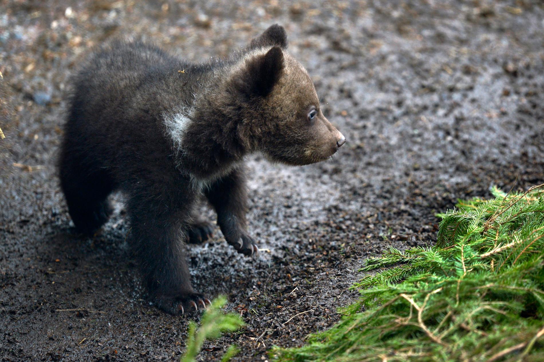 Tre björnungar i Dalarna har blivit så populära att allmänheten uppmanas att lämna dem ifred. Arkivbild.