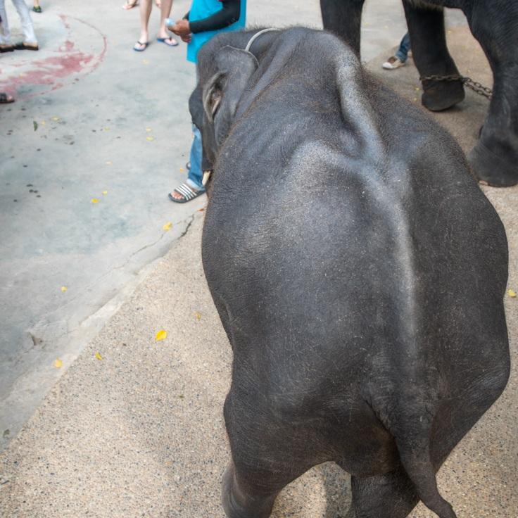Den unga elefanten var så utmärglad att ryggraden syntes på hans rygg.