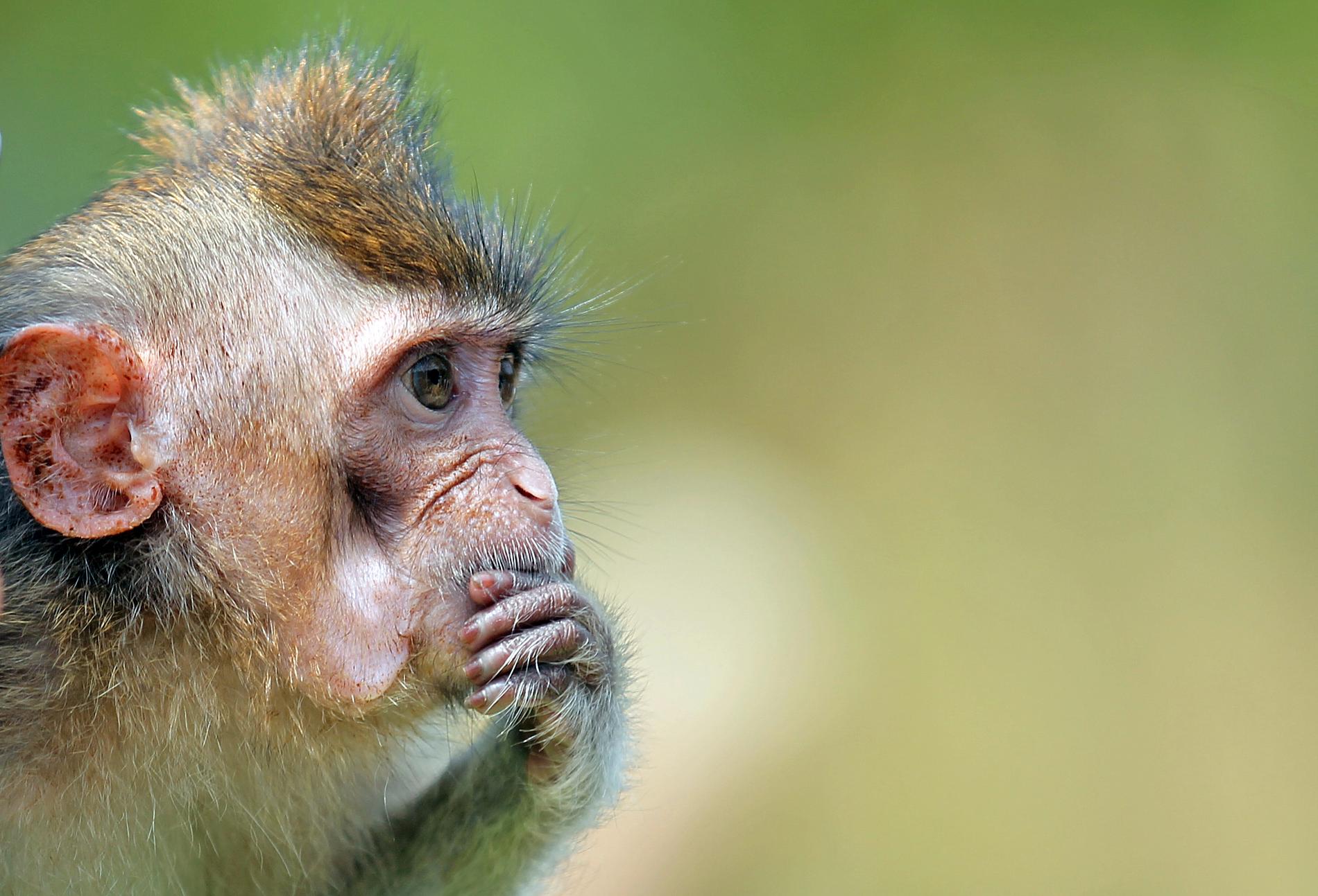 En annan makakapa. Arkivbild.
