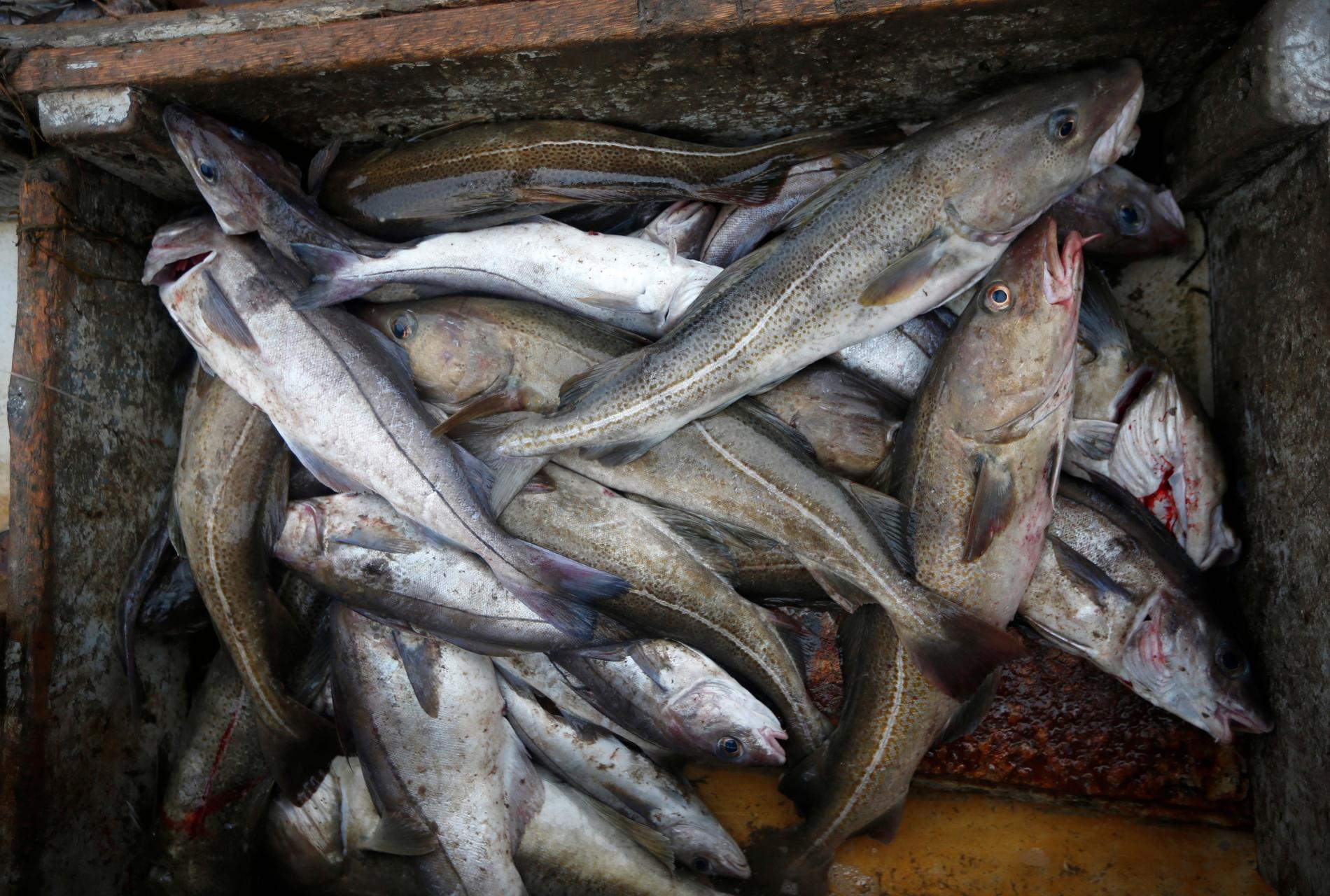 Många fiskar torsk och kolja trots minskat bestånd. Arkivbild.