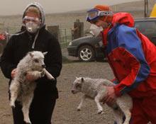 En bonde och en räddningsarbetare samlar ihop fåren på en gård.