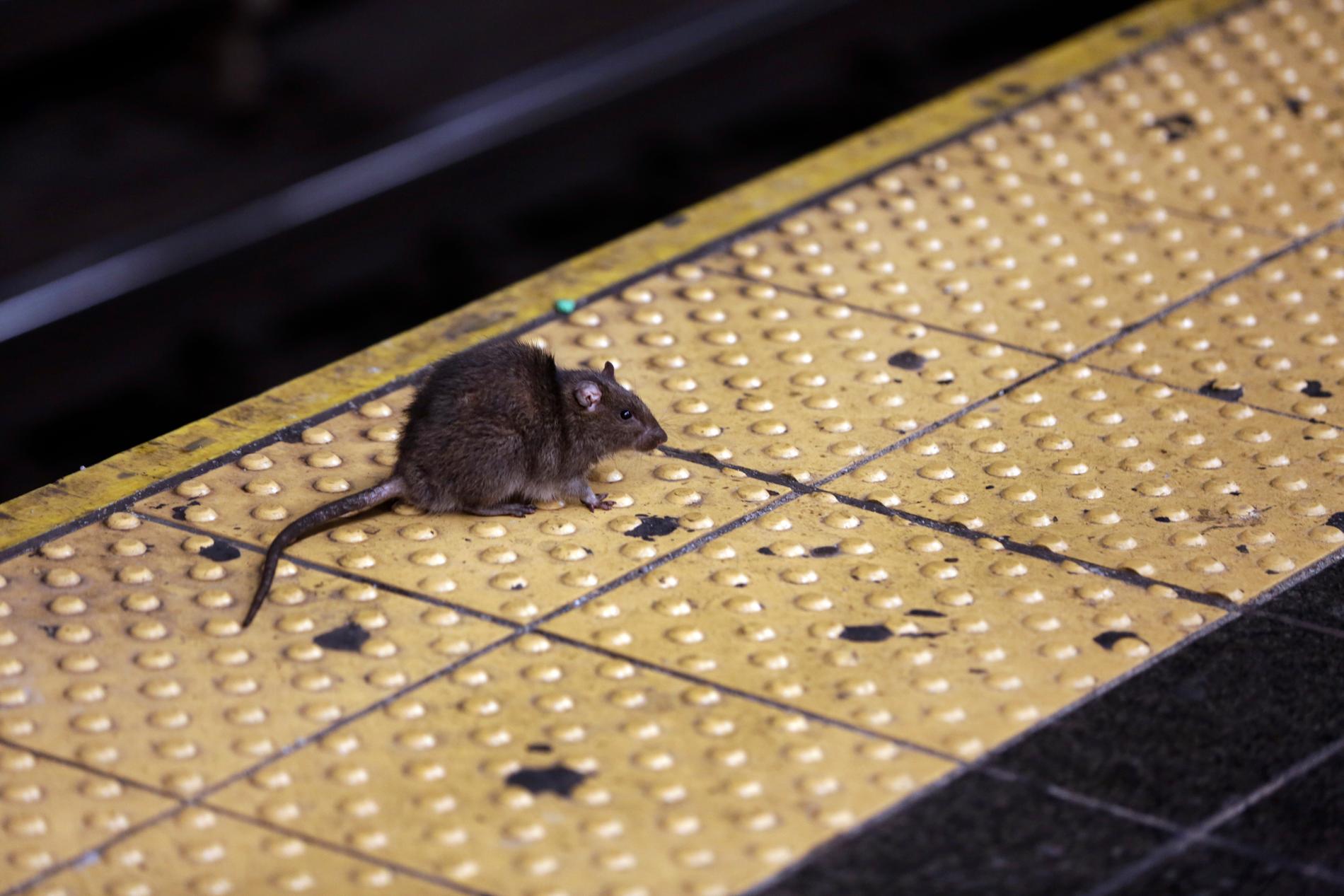 Ungefär två miljoner råttor finns runt om i New York. 
