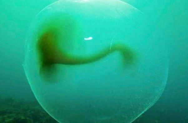 En bild på den jättelika mystiska gelébollen.