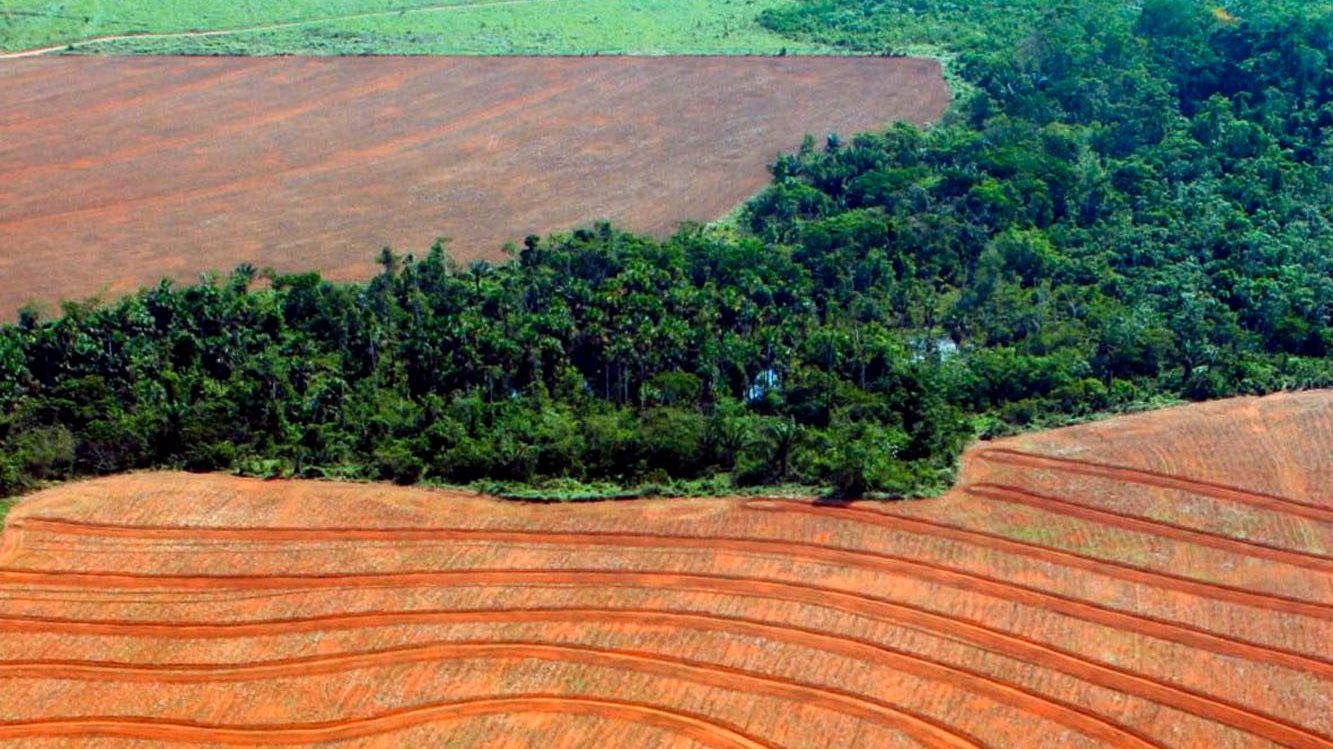 Regnskog har avskogats för att ge plats åt odling av sojabönor, i den här bilden tagen i Novo Progreso i Brasilien 2004.