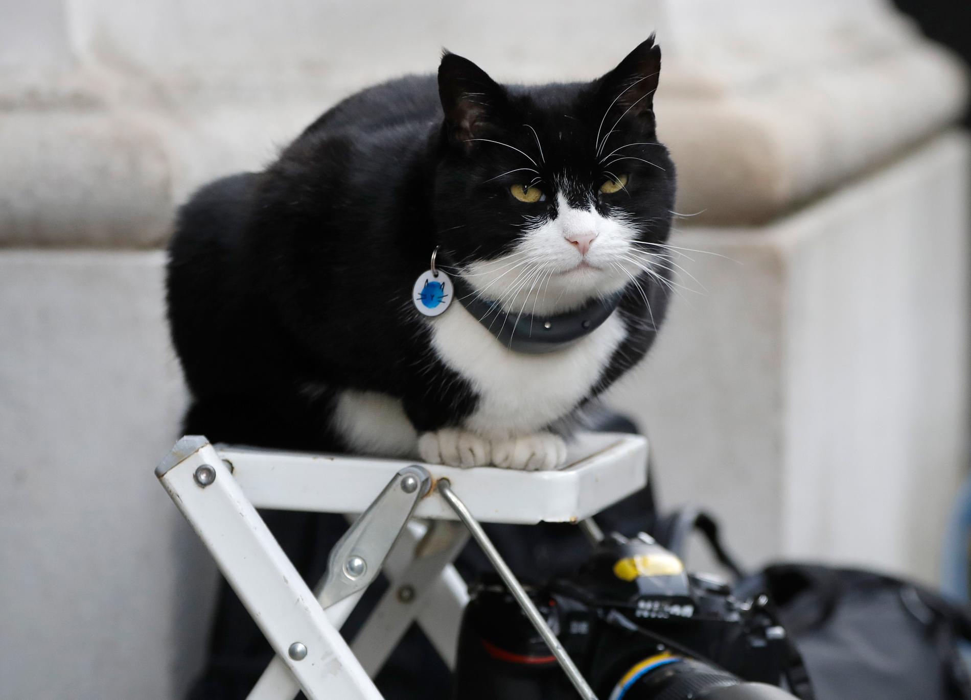 Palmerston, katten som tidigare bott på utrikesdepartementet i Storbritannien, har gått i pension. Arkivbild.