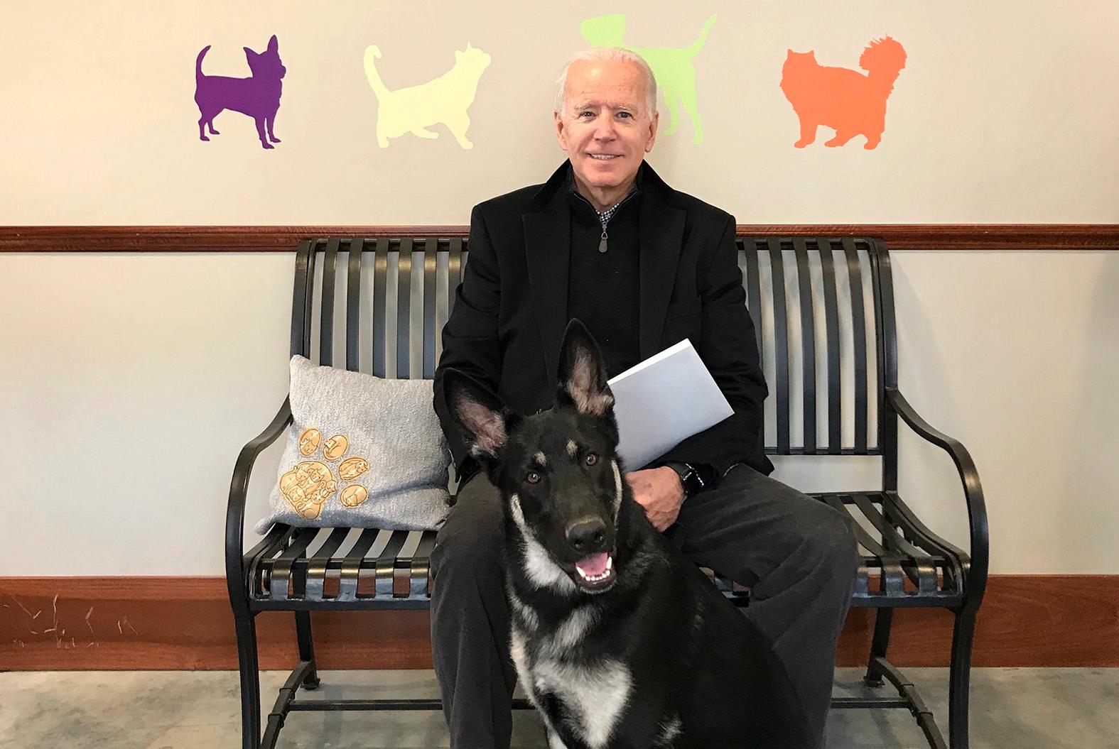 Joe Biden med schäfern Major som den blivande presidenten adopterade från ett hem för herrelösa hundar.