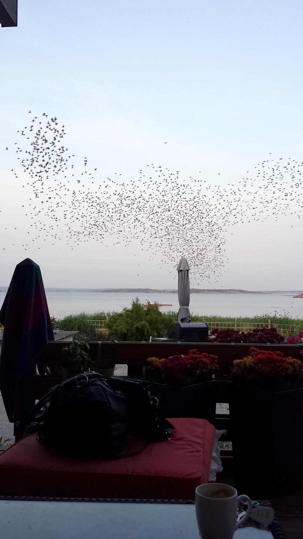 Fåglar i massor i Onsala utanför Göteborg.