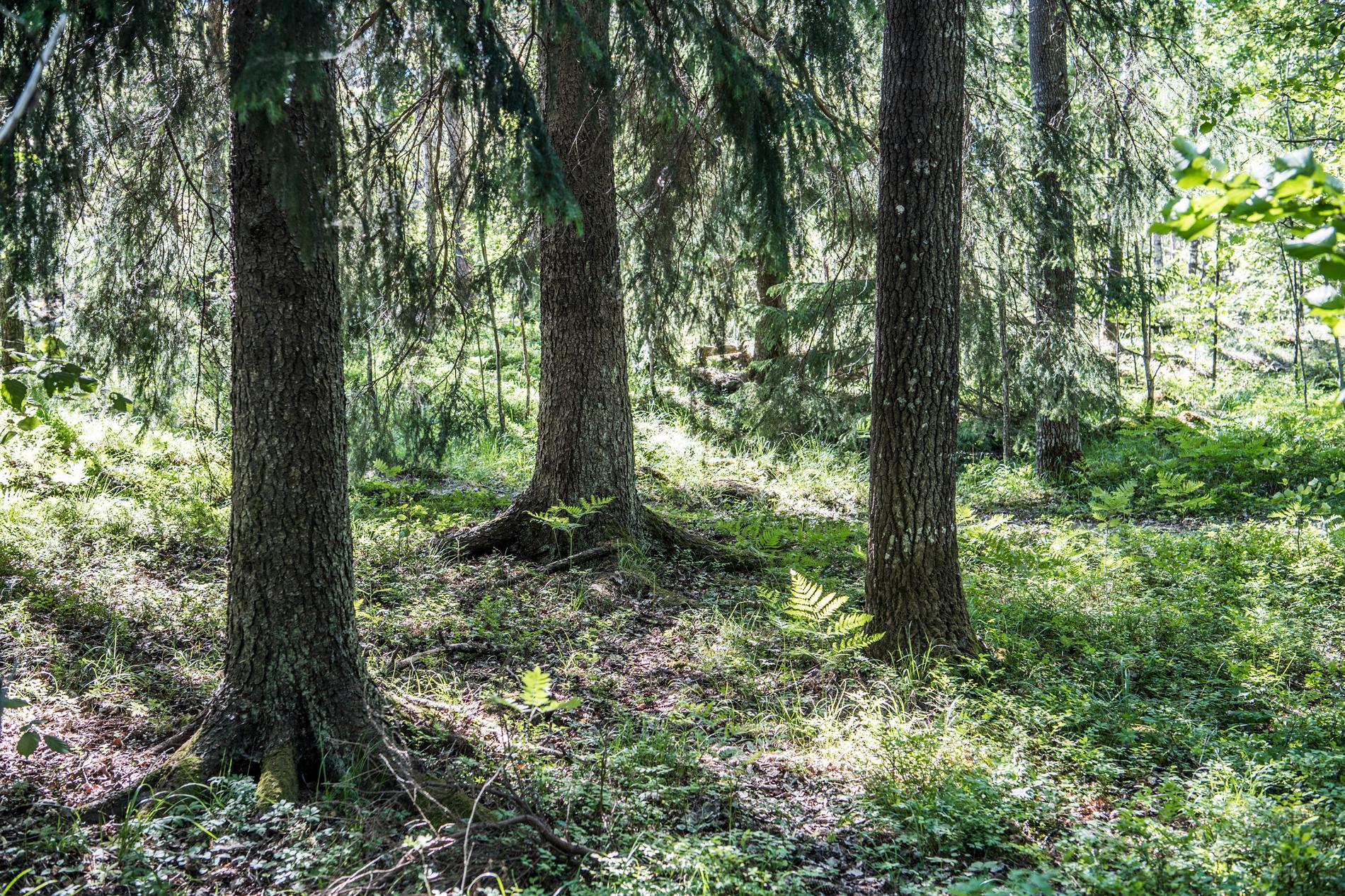Staten tvingas betala 18 miljoner kronor i ersättning till skogsägarna. Arkivbild.