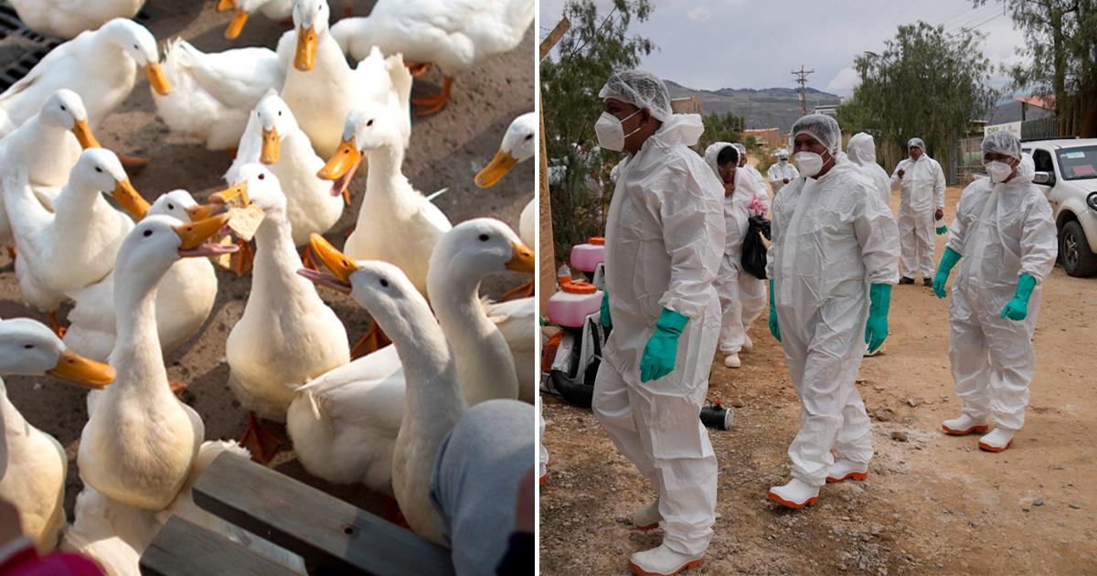 WHO-forskarens larm om fågelinfluensan: ”Enorm oro”