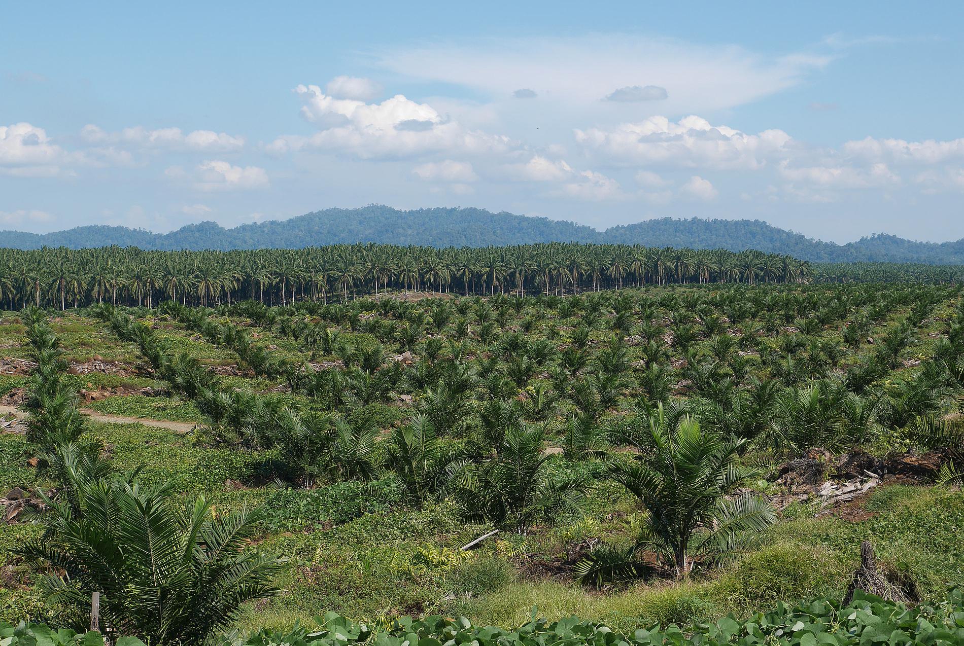 Så här ser det ut över stora delar av Borneo idag. Den ursprungliga regnskogen har huggits ned och ersatts av odlingar med oljepalmer. Palmerna i förgrunden är nyplanterade.