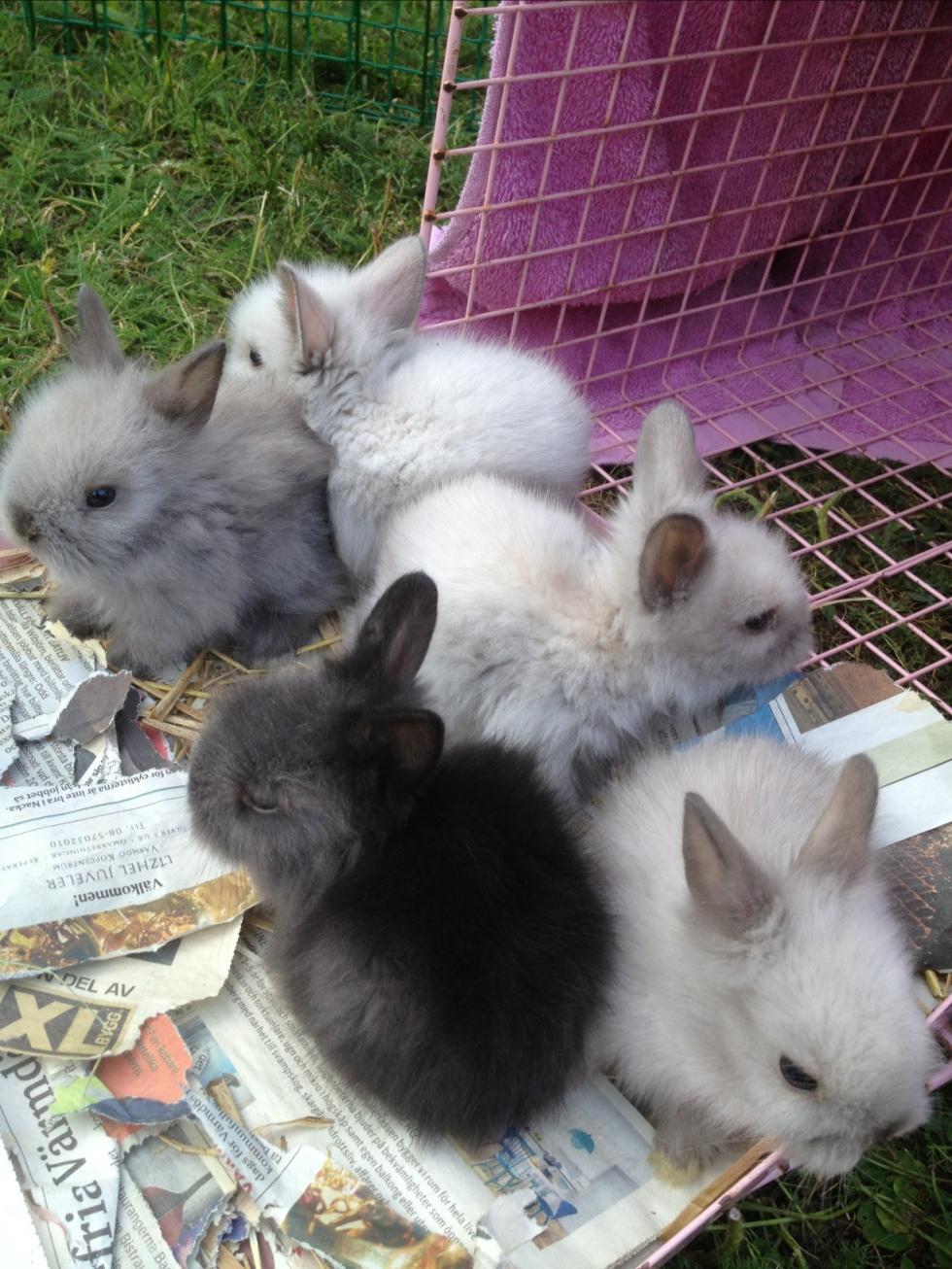 Fem kaninungar ser solljuset och gräsmattan för första gången i sina liv.