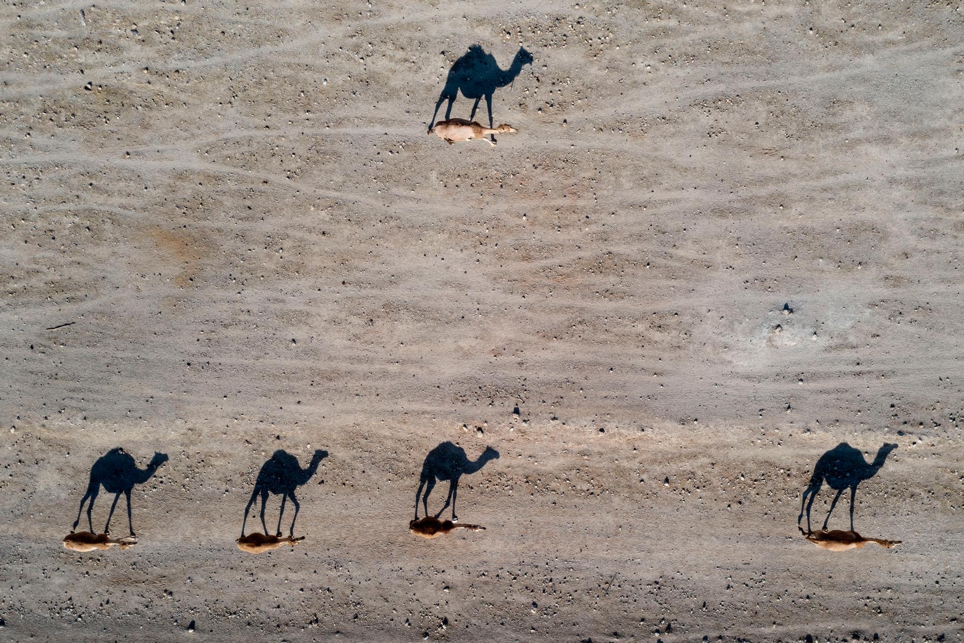 Drygt ett ton cannabis som hade lastats på kameler har beslagtagits i södra Marocko. De knarklastade djuren påträffades i regionen Errachidia. Arkivbild.