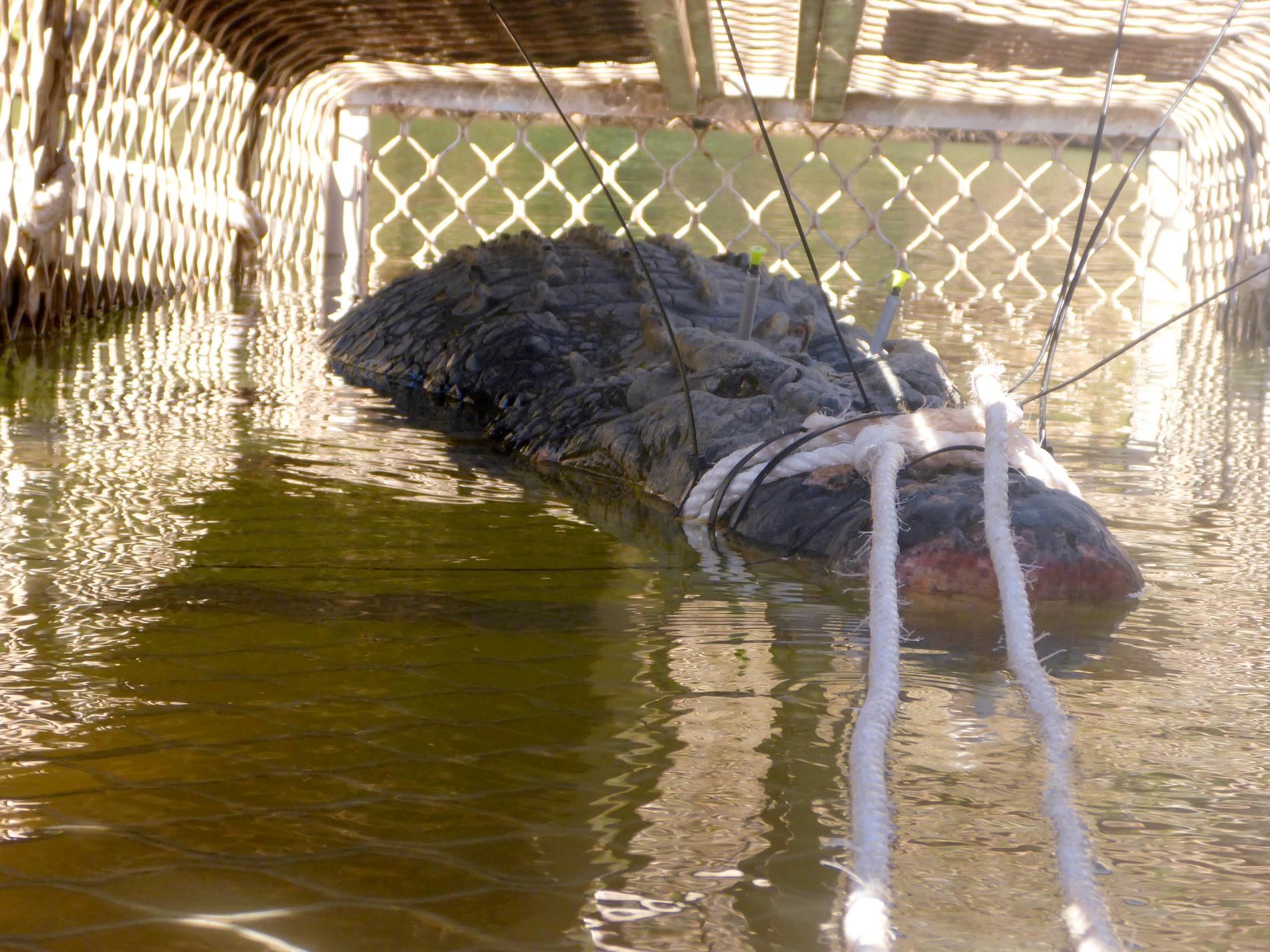 En krokodil på nära fem meter och över 600 kilo har fångats in i norra Australien.