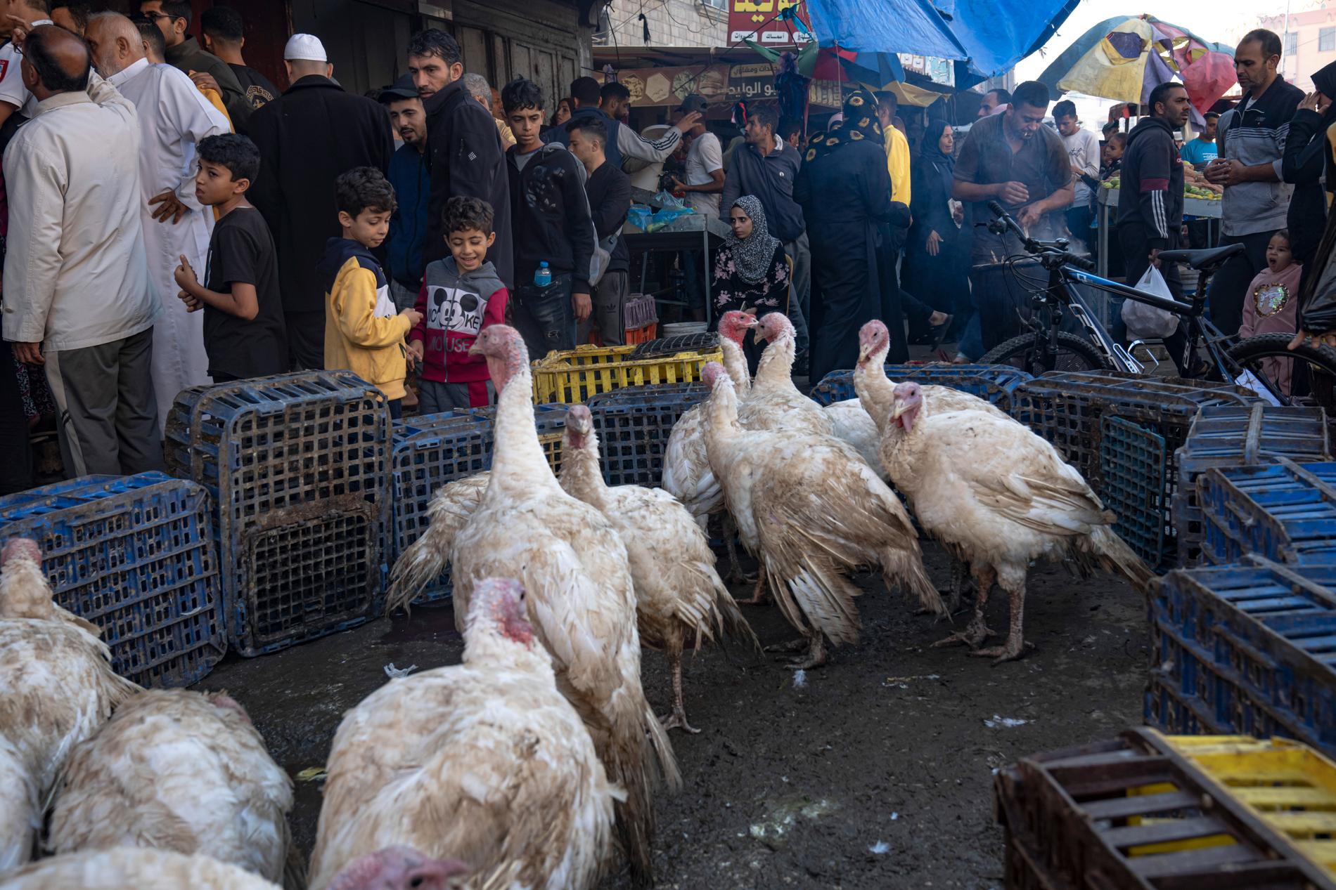 Kycklingar säljs på en marknad vid flyktinglägret Khan Younis. 