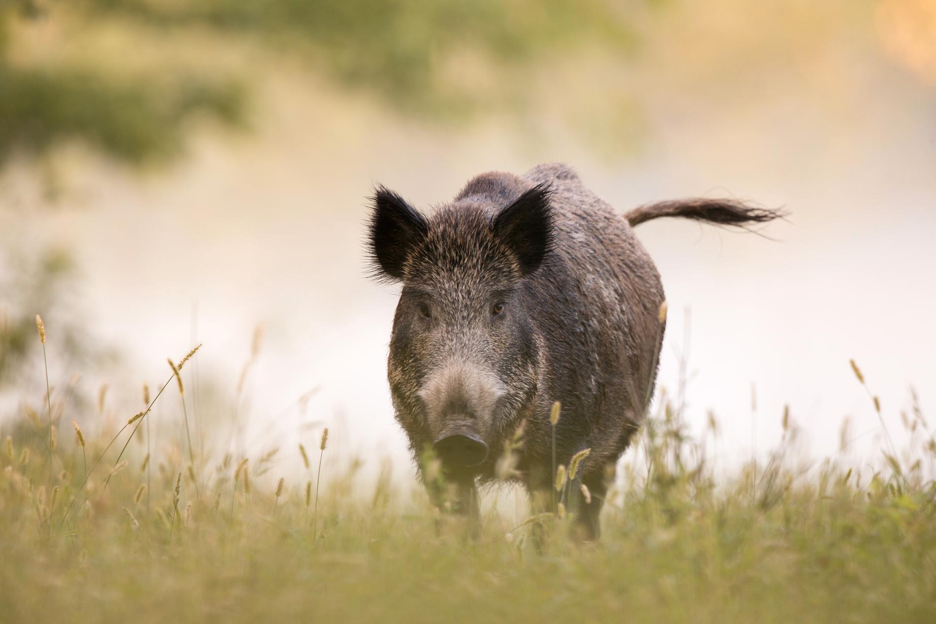 Söder om Fagersta i Västmanland har minst ett fall av den afrikanska svinpesten upptäckts.