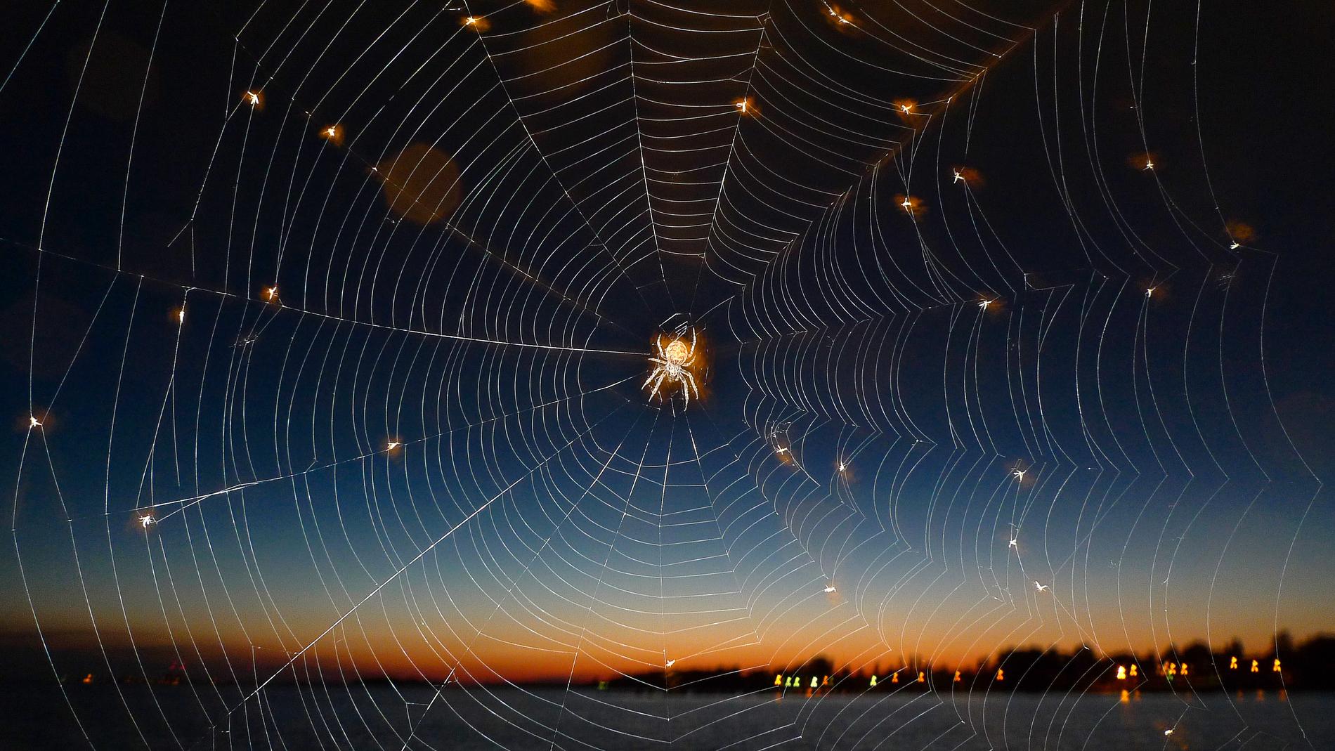Spindeln på bilden har inget med forskningsprojektet att göra. Den och dess vackra nät fotograferades i Bjärred för ett tiotal år sedan.