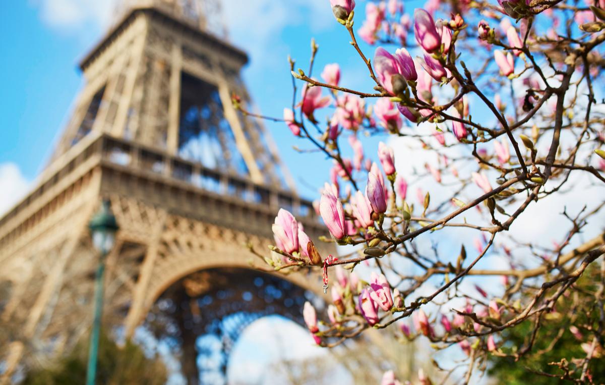 Blommande magnolia i Paris.