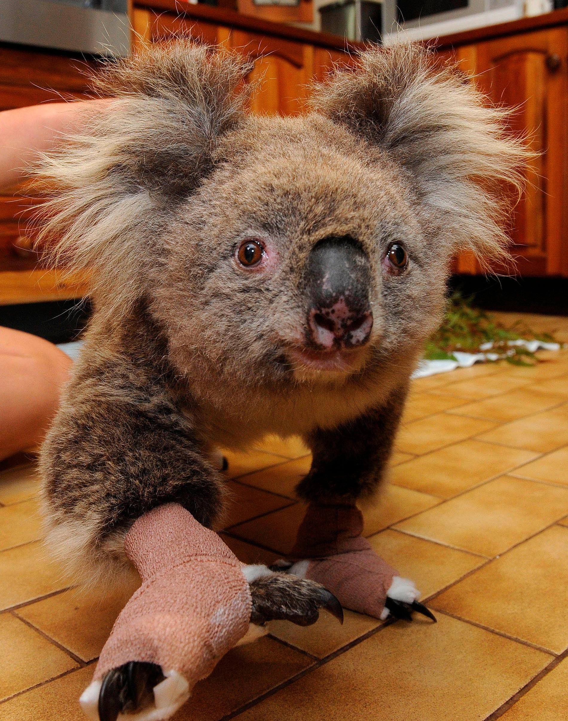 En brandskadad koala som har tagits omhand i delstaten Victoria i södra Australien. Arkivbild.
