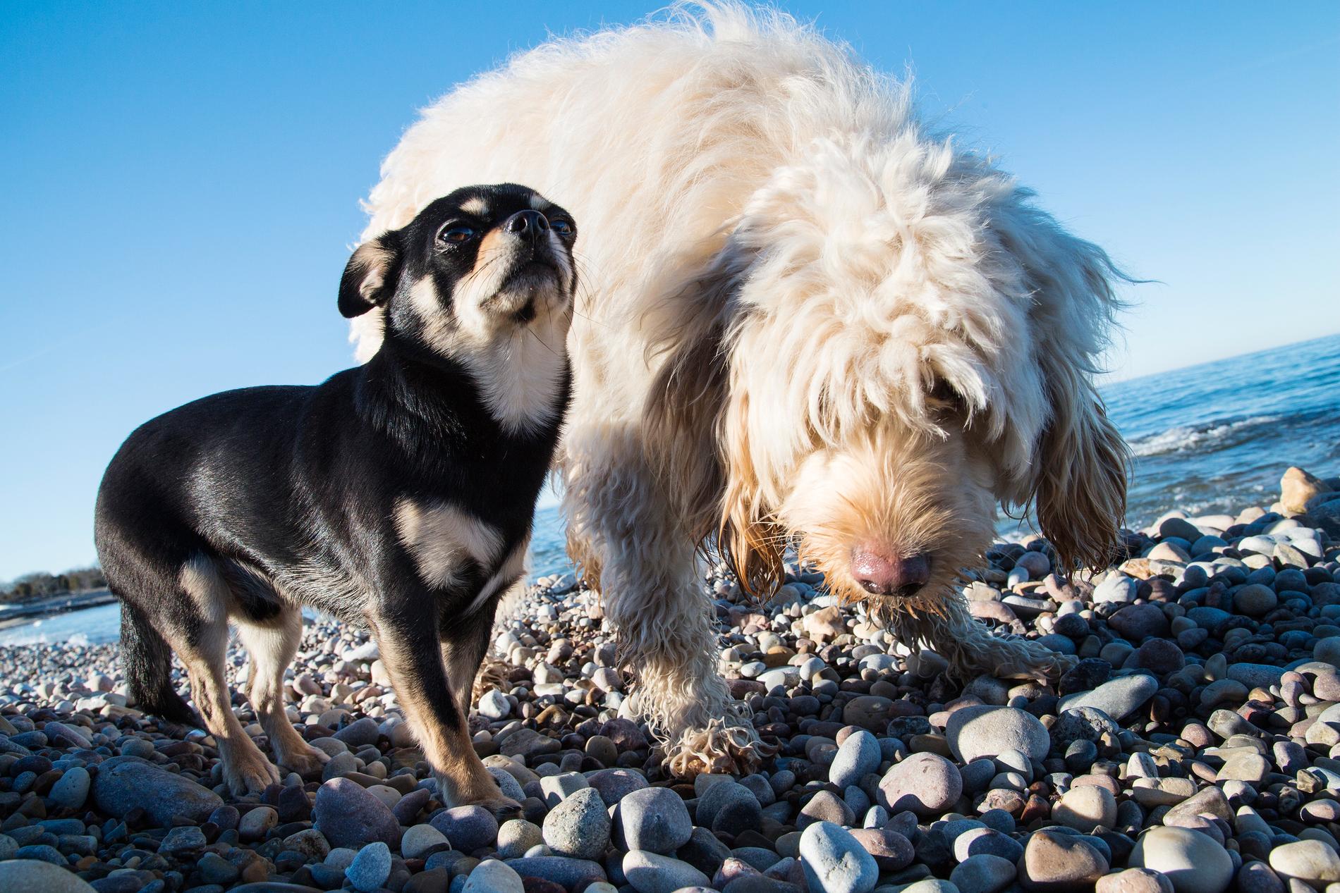 I dag är alla sorters hundar, stora och små, välkomna till Svenska Brukshundsklubben. Arkivbild.