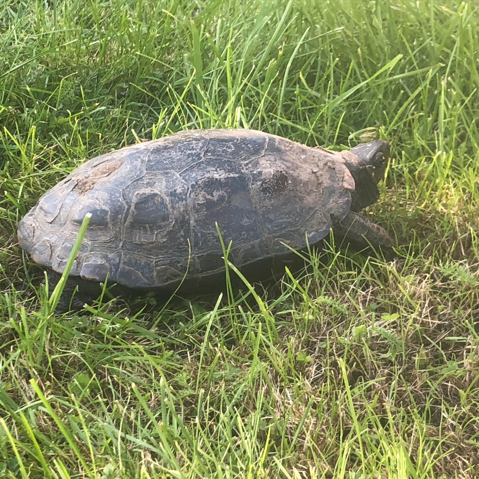 Pigg och glad sköldpadda på Skansen-Jonas gräsmatta.