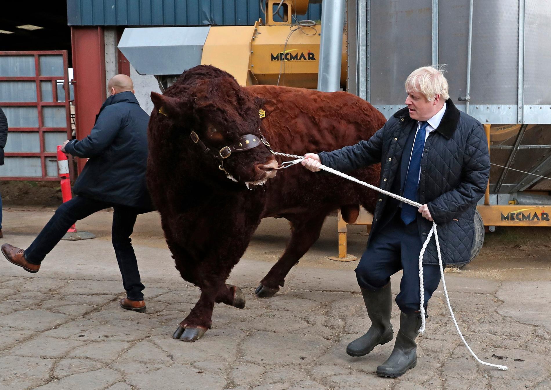 Premiärminister Boris Johnson tampas med en tjur på besök i Skottland på fredagen.