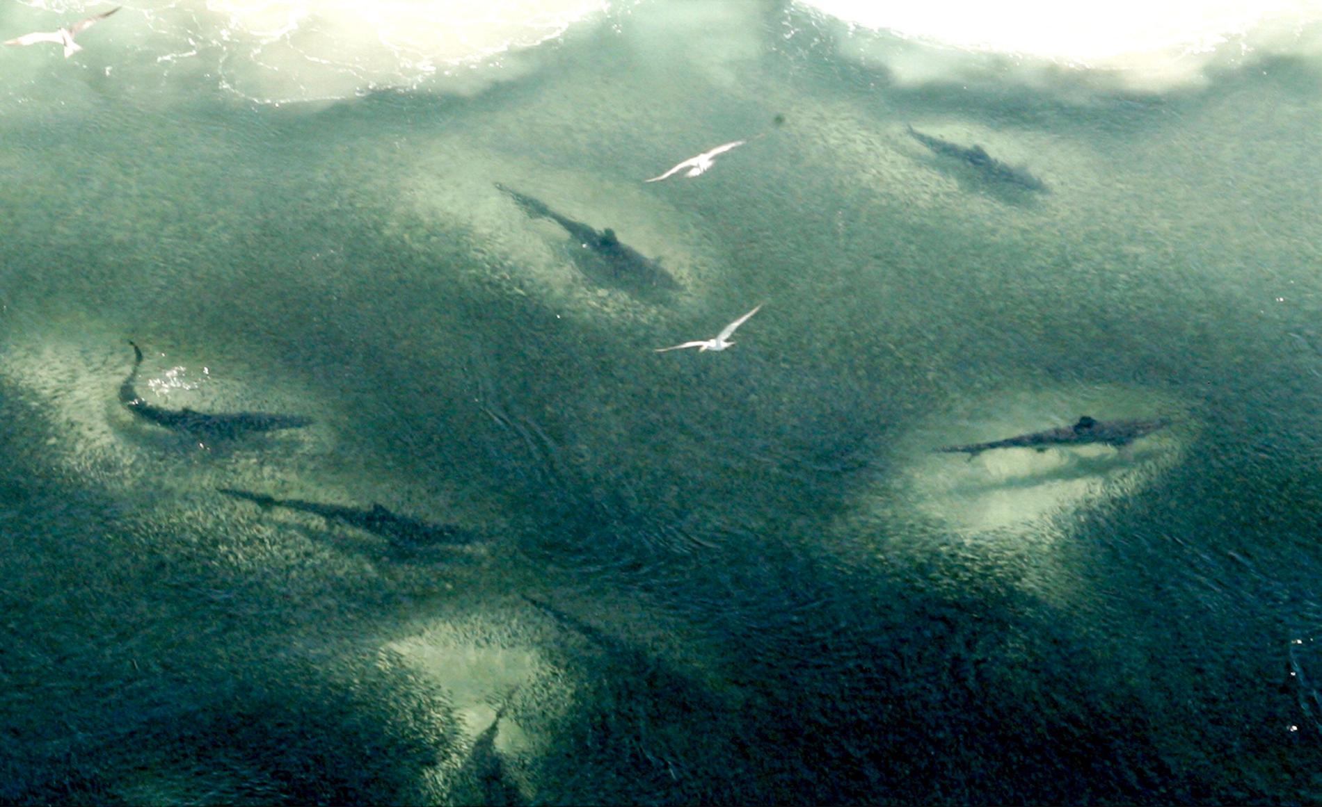 En grupp stora hajar som festar på ett fiskstim på Australiens östkust. Arkivbild.