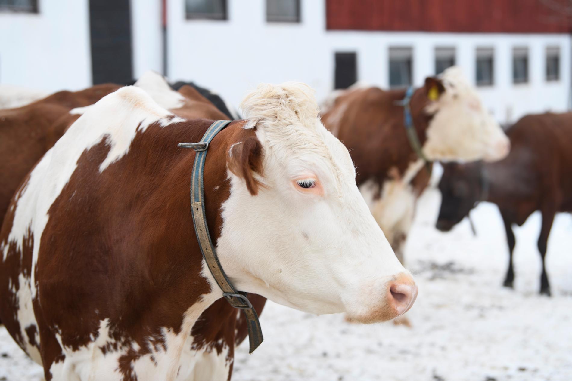 Antalet mjölkkor har ökat i Sverige. I dag finns totalt 304 000.