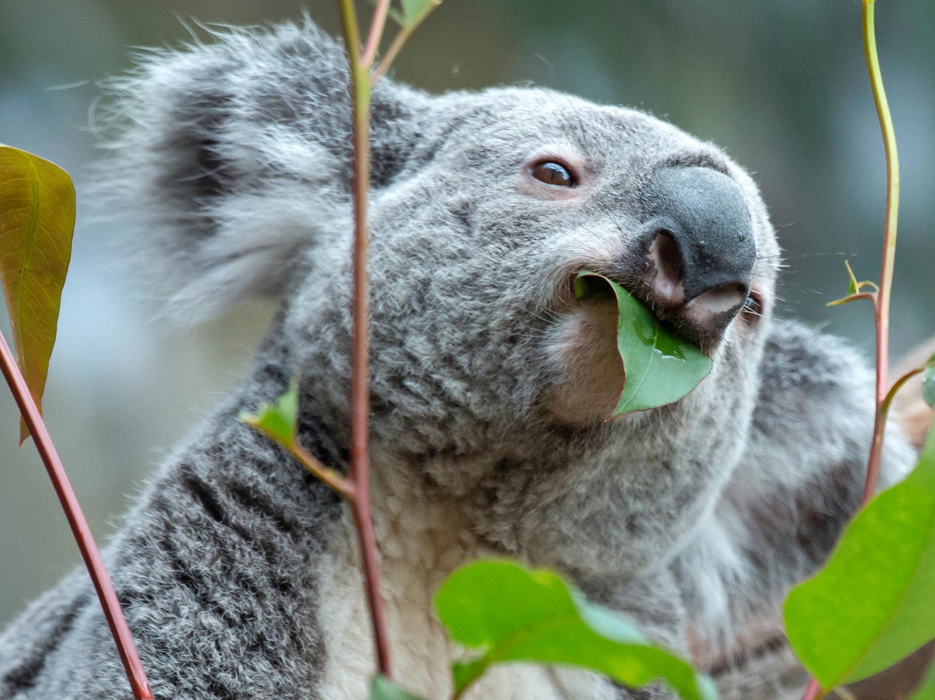 Koalorna har några tuffa år bakom sig. De har bland annat lidit av matbrist.