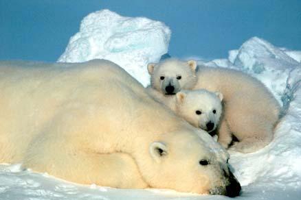 Isbjörnarna är redan utrotningshotade idag. I takt med klimatförändringarna påverkas deras livsmiljö och de får allt svårare att överleva.