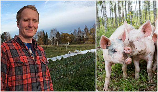 Gustaf Söderfeldt: Människor blir veganer av många olika anledningar. Själv blev jag vegan för att jag inte ville fortsätta slakta grisar.