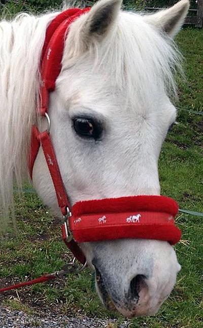 Annie Kratz-Gutås häst Kajsa avled efter att ha träffats av blixten.