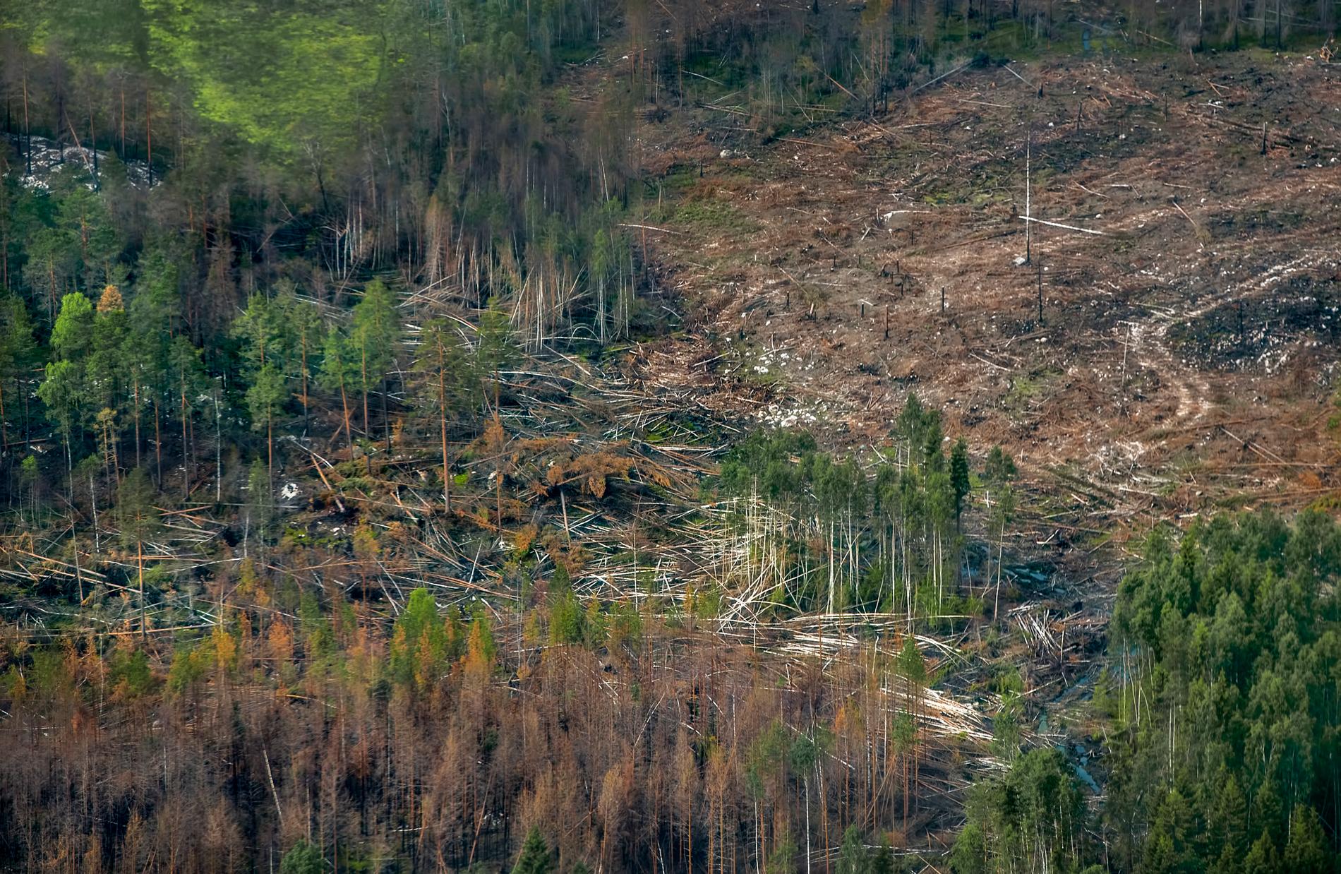 Flygbilder ett år efter skogsbranden i Västmanland.