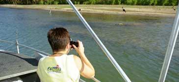 Mat? Den stora saltvattenskrokodilen simmar nyfiket fram mot båten med turister på andra sidan plåtskrovet. Sue-Ann Levy från Toronto, Kanada, gör sitt bästa för att fånga krokodilen - på film.