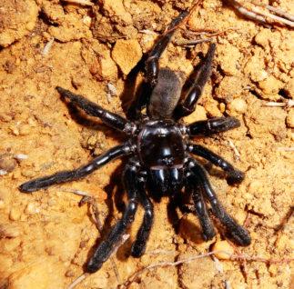 Världens äldsta spindel blev 43 år gammal. Arkivbild.