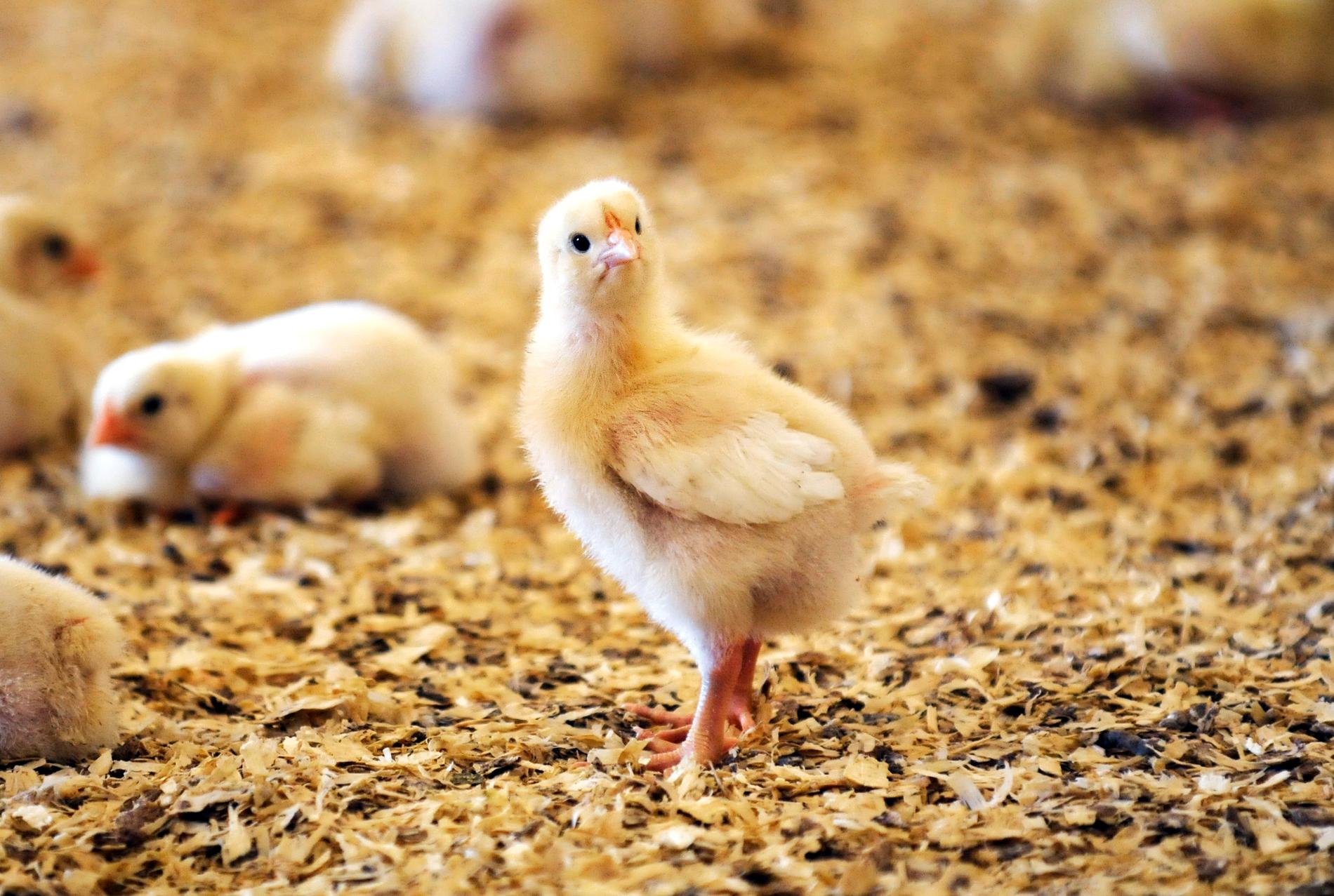 WWF har i sin köttguide granskat matvaror, däribland svensk kyckling, utifrån kriterier om biologisk mångfald, klimat, kemiska bekämpningsmedel, djurvälfärd och antibiotika. Arkivbild.