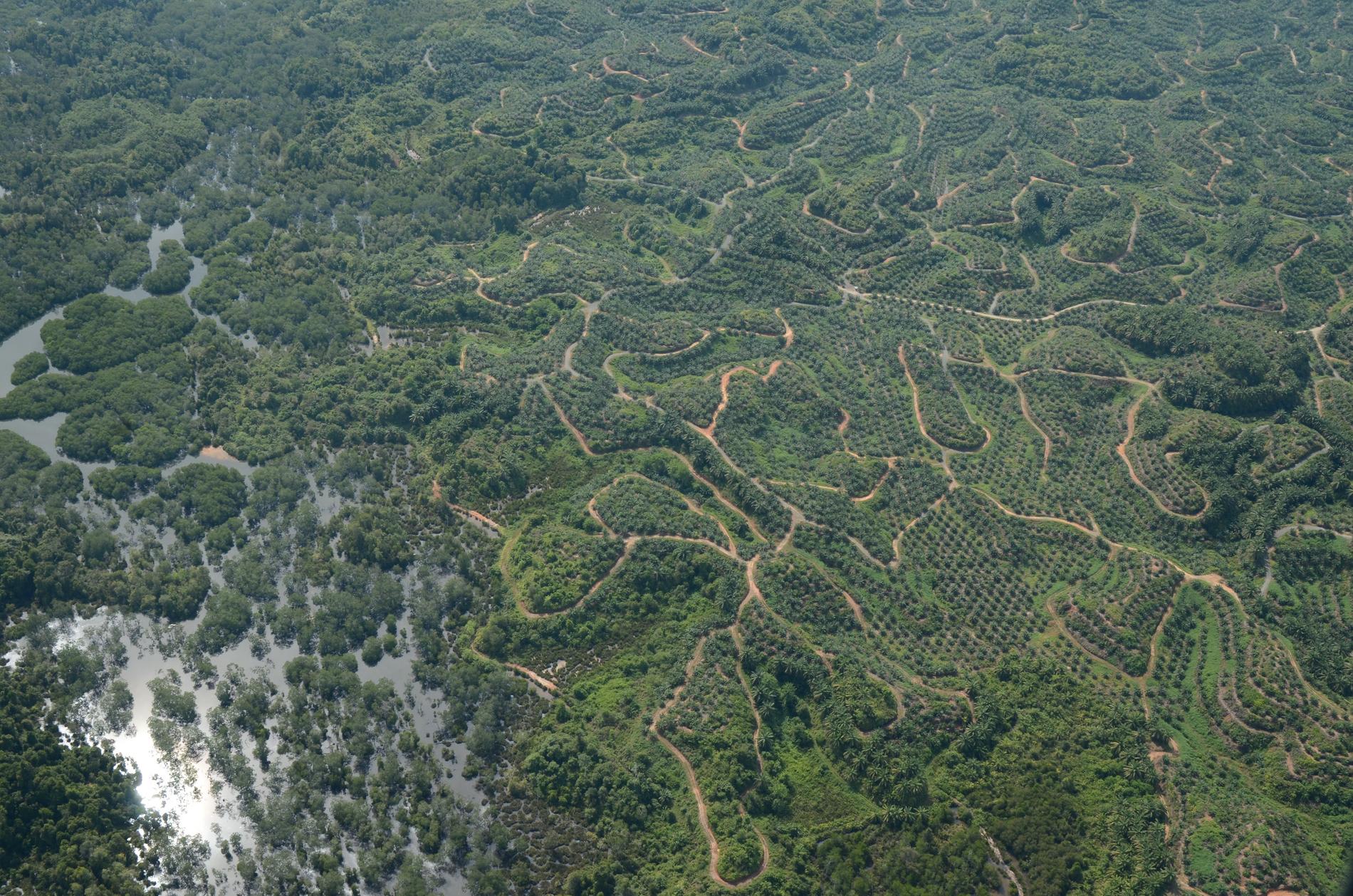 Vägnätet på Borneo växer i omfattning för varje år med skövlad skog som resultat.