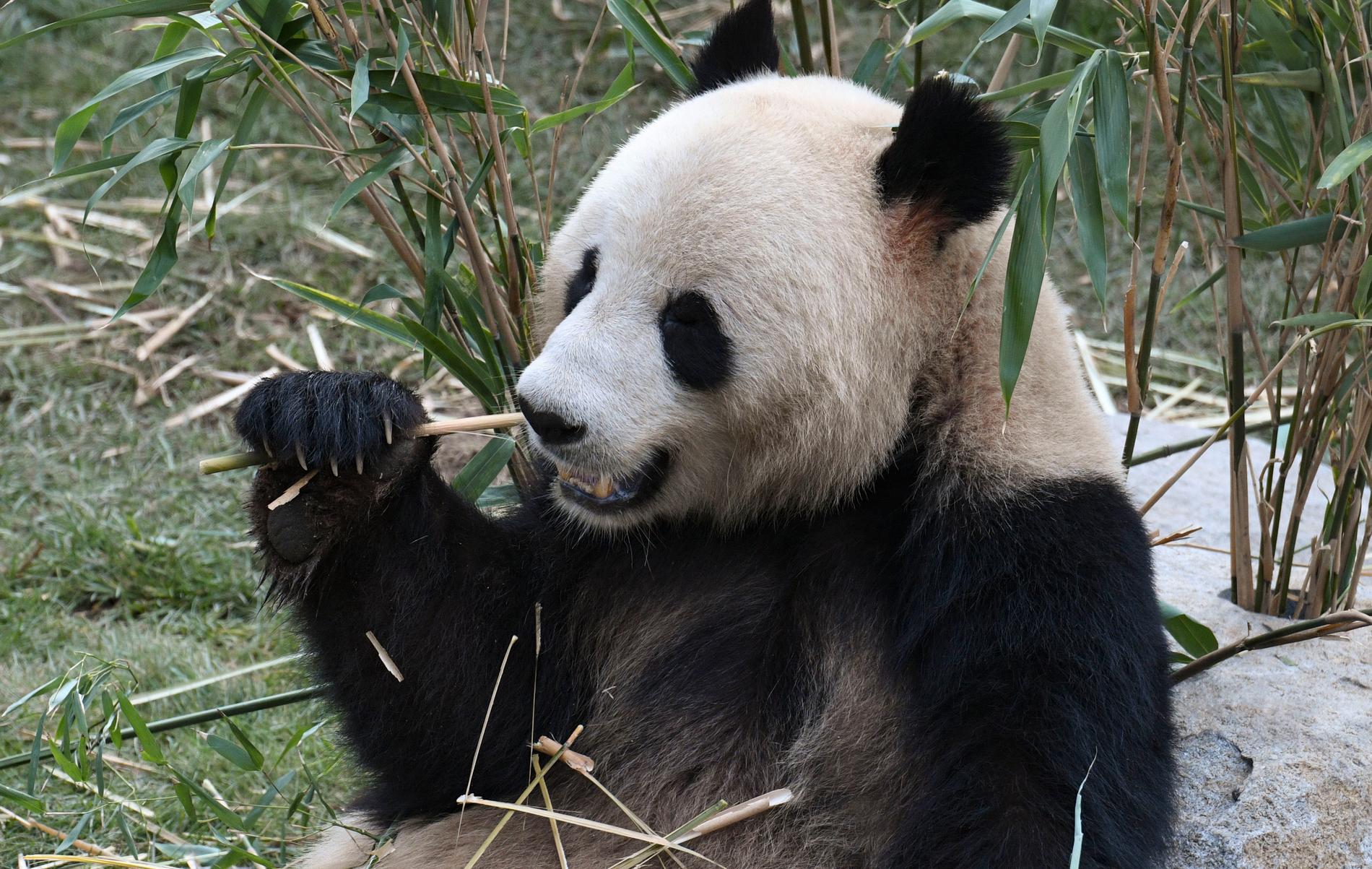 Pandan Xing Er njuter av färsk bambu.