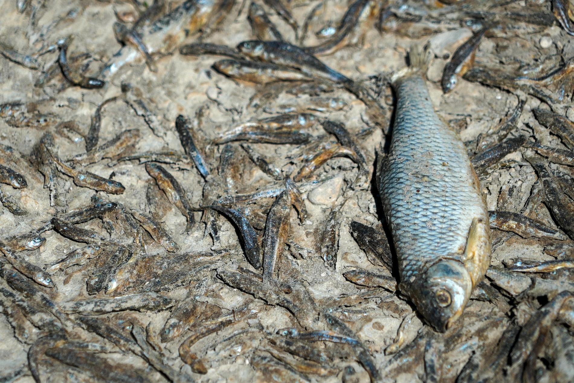 Döda fiskar låg på den torkade bädden av floden Tille i Lux, Frankrike, tisdagen den 9 augusti 2022. 
