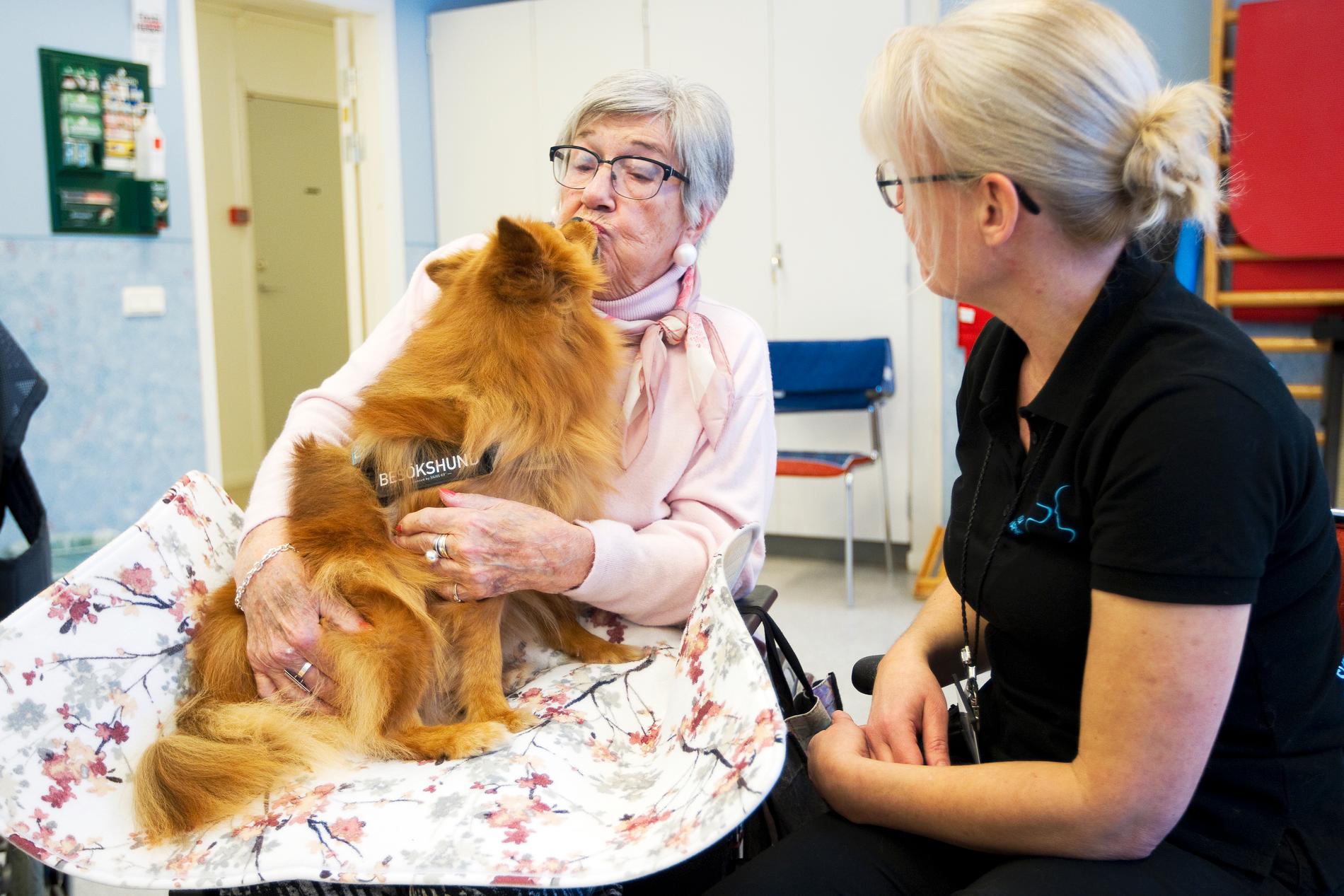 Hunden Lovis utsågs till Årets djurhjälte. Här tillsammans med Barbro, 95, som fick sig en blöt puss av Lovis på äldreboendet. 
