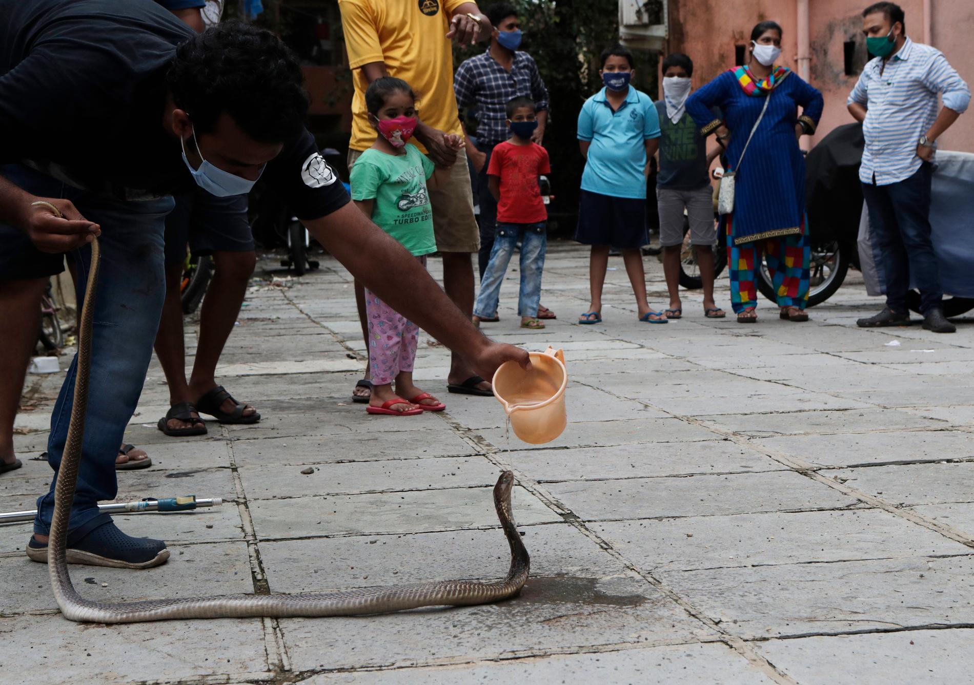 En vild kobra får vatten i centrala Bombay (Mumbai). Arkivbild.