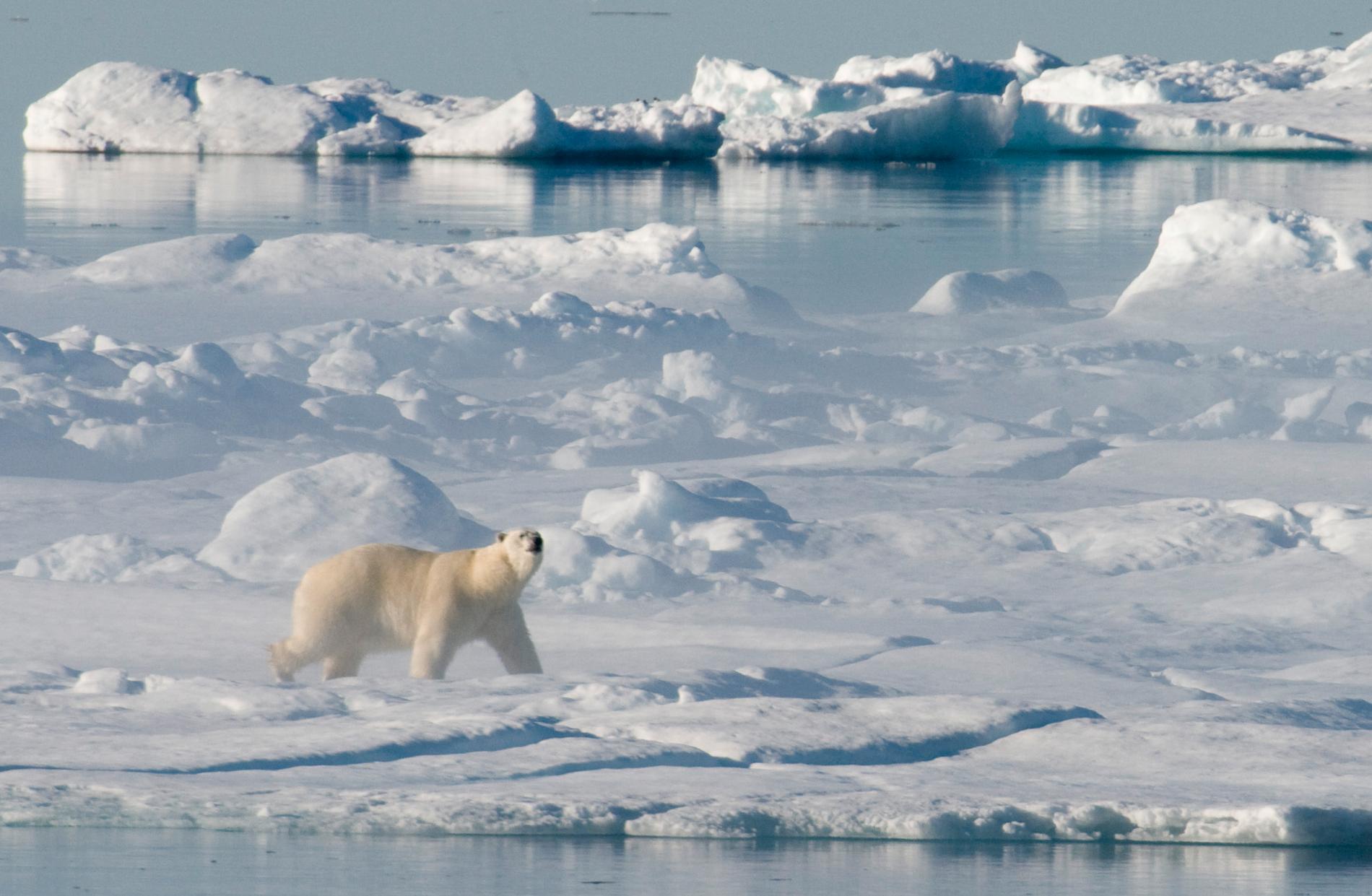 Flera forskningsprojekt om klimatförändringarna i Arktis har pausats till följd av sanktionerna mot Ryssland. På bilden en isbjörn i Baffinbukten mellan Grönland och Kanada. Arkivbild.