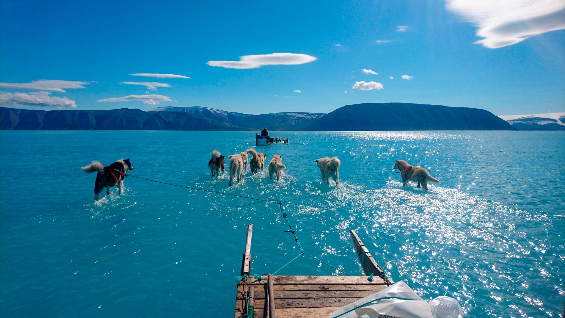 Forskaren Steffen Olsen tar sig med hjälp av slädhundar fram över vattentäckt is på Grönland den 13 juni 2019. Vanligtvis är isen tjock den tiden på året.