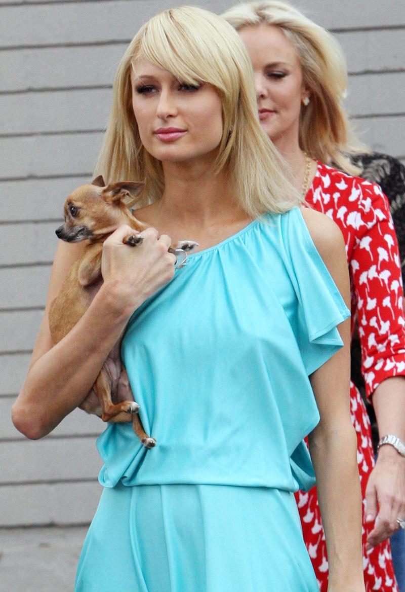 Tinkerbell – en handväska? Paris Hilton med djur i Los Angeles.