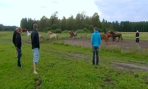 Killarna fick "hjälpa" Thilde släppa ut hästarna.