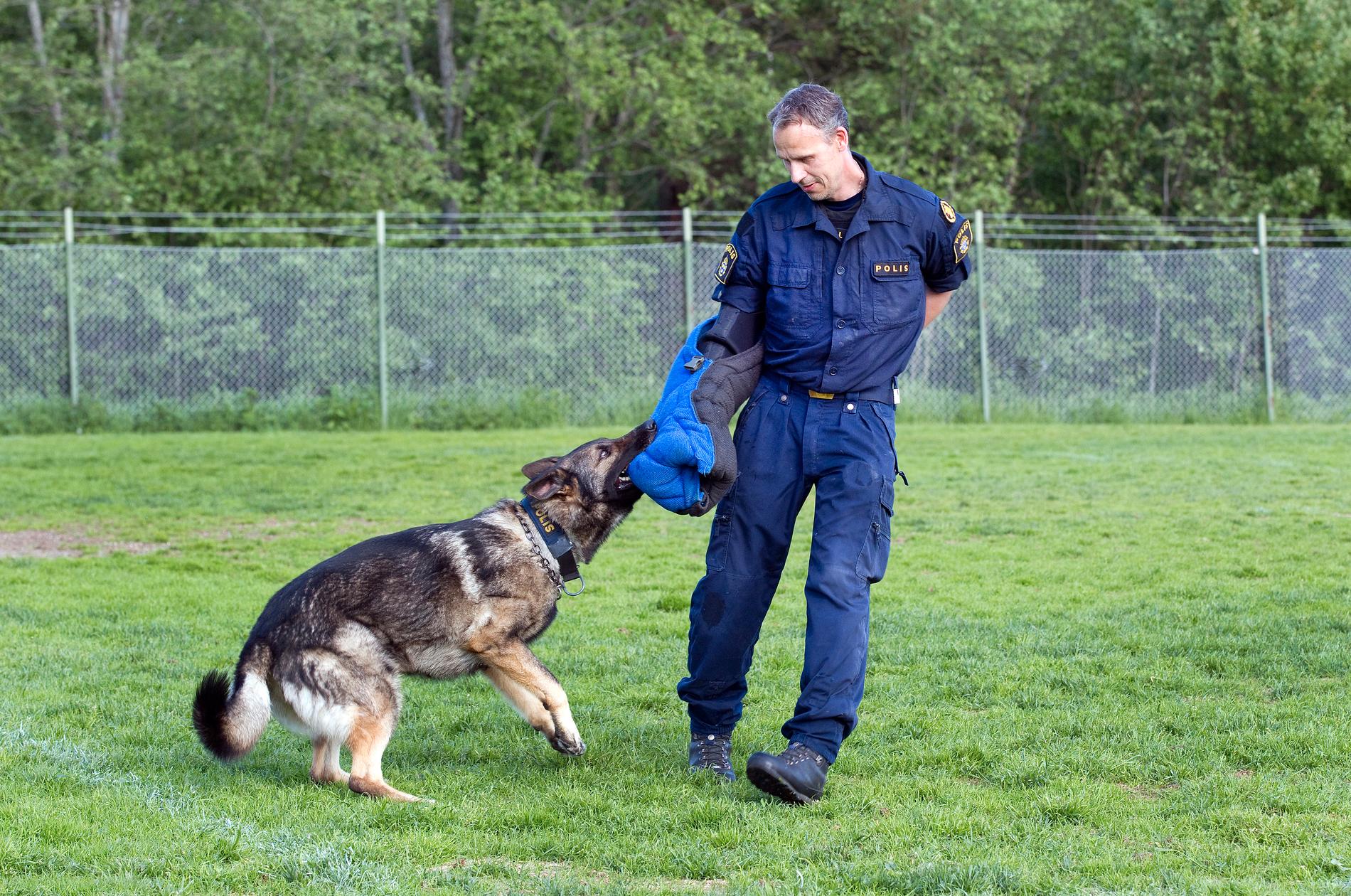 Det är hårt jobb att vara polishund – varje dag blir det träning. 