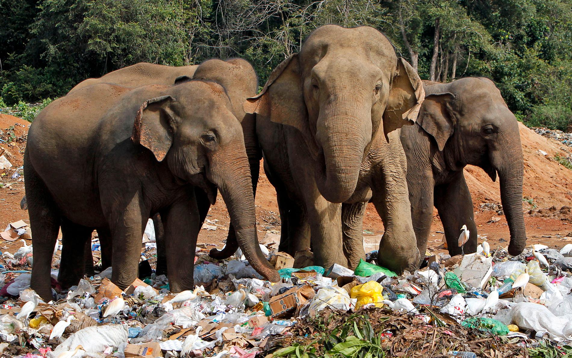 Vilda elefanter letar mat på en soptipp i Sri Lanka. Arkivbild