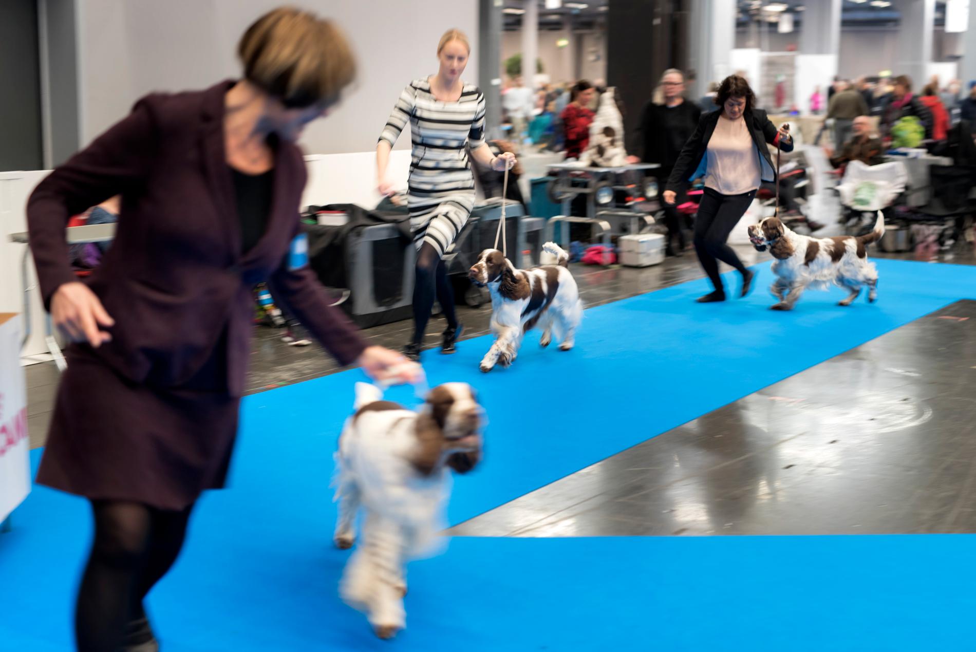 Svenska kennelklubben har beslutar att hundar som kommer från Norge inte får delta på utställning, prov eller tävlingar i Sverige. Beslutet gäller fram till och med denna helg. Arkivbild.